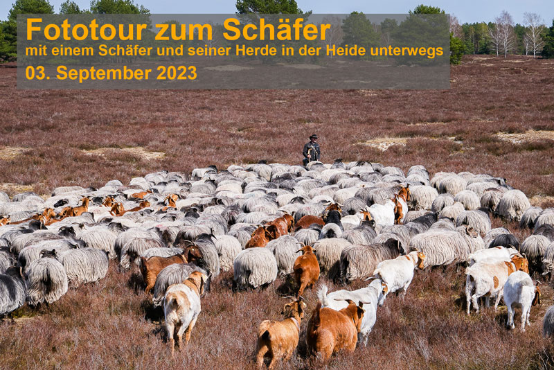 Fototour zum Schäfer, 03. September 2023